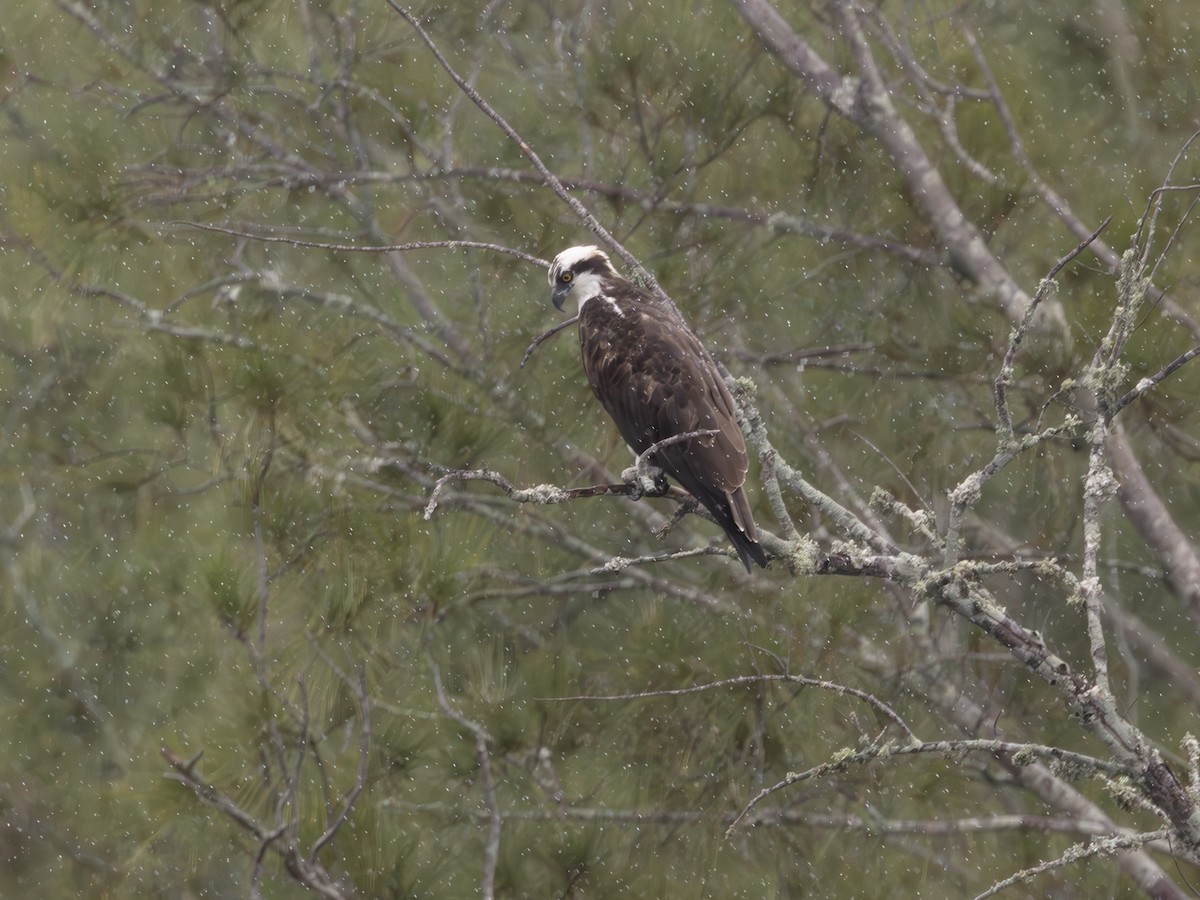 Osprey - ML643484225