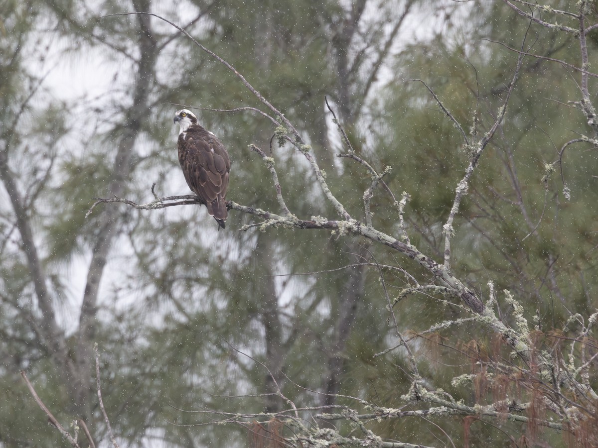Osprey - ML643484226