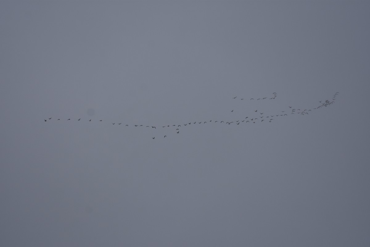 Pink-footed Goose - ML643484227