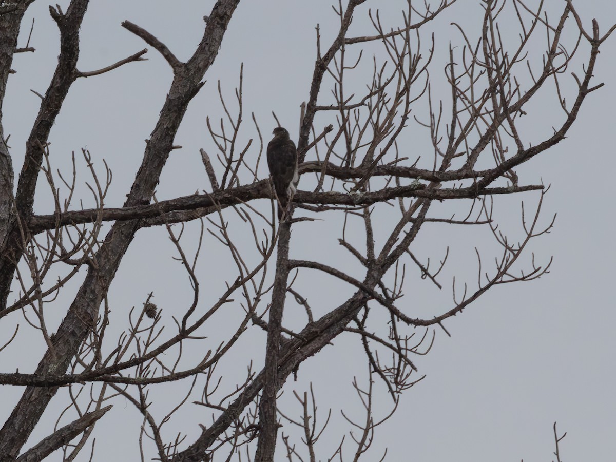 Sharp-shinned/Cooper's Hawk - ML643484231