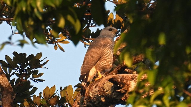 Gray-lined Hawk - ML643484232
