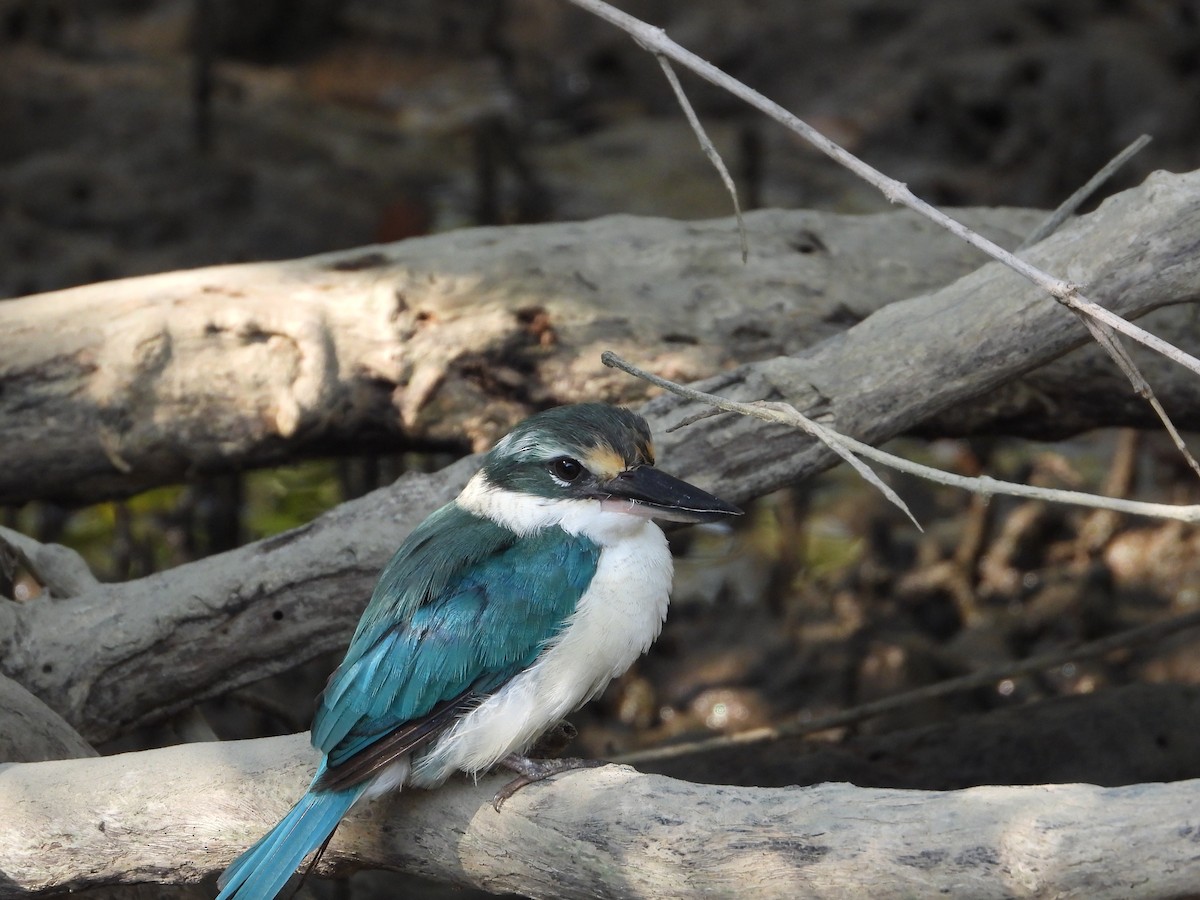 Collared Kingfisher - ML643484236