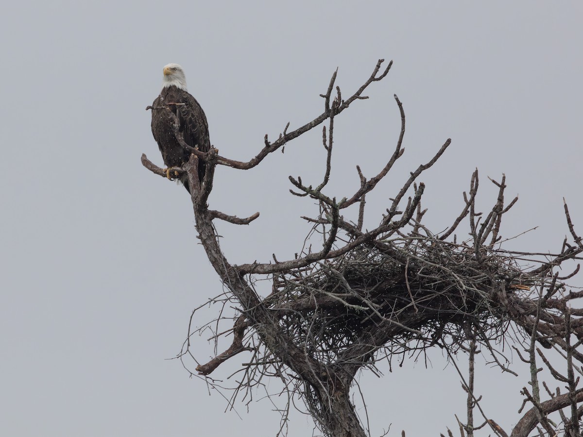 Bald Eagle - ML643484253