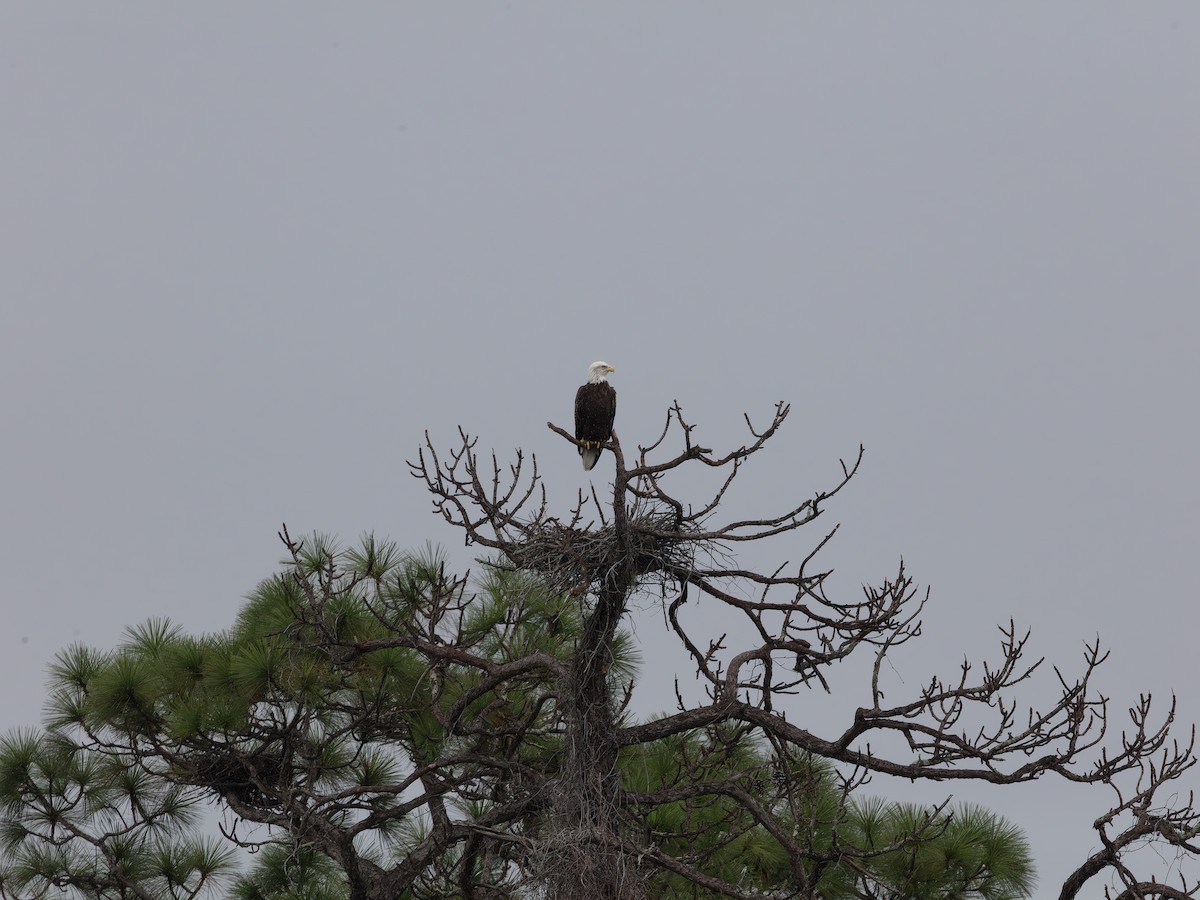 Bald Eagle - ML643484254