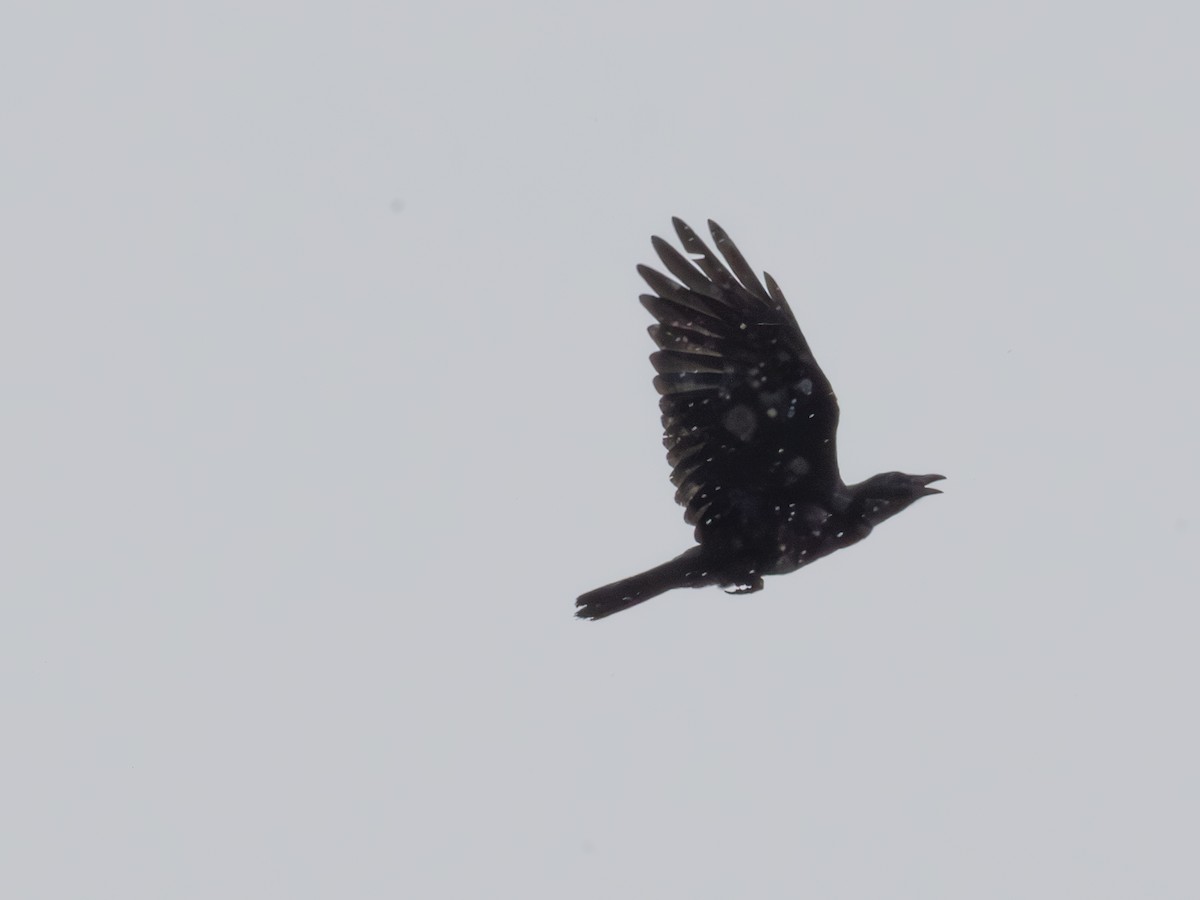 American Crow - ML643484257