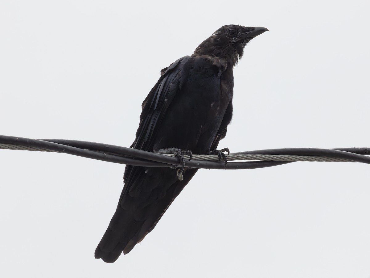 Fish Crow - ML643484261