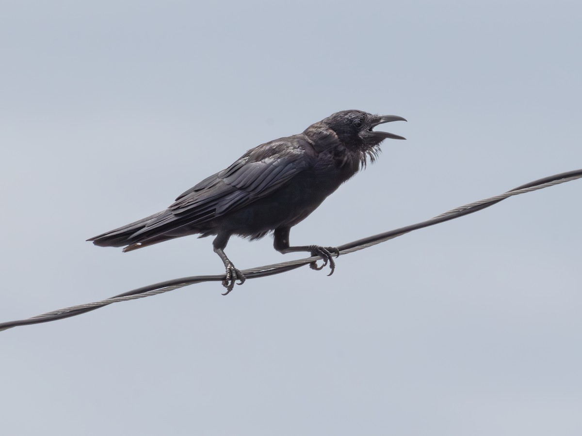 Fish Crow - ML643484262
