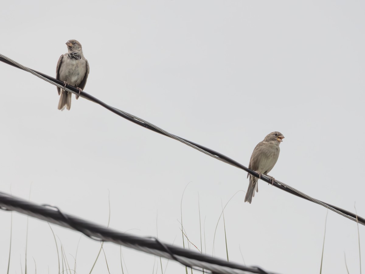 House Sparrow - ML643484269
