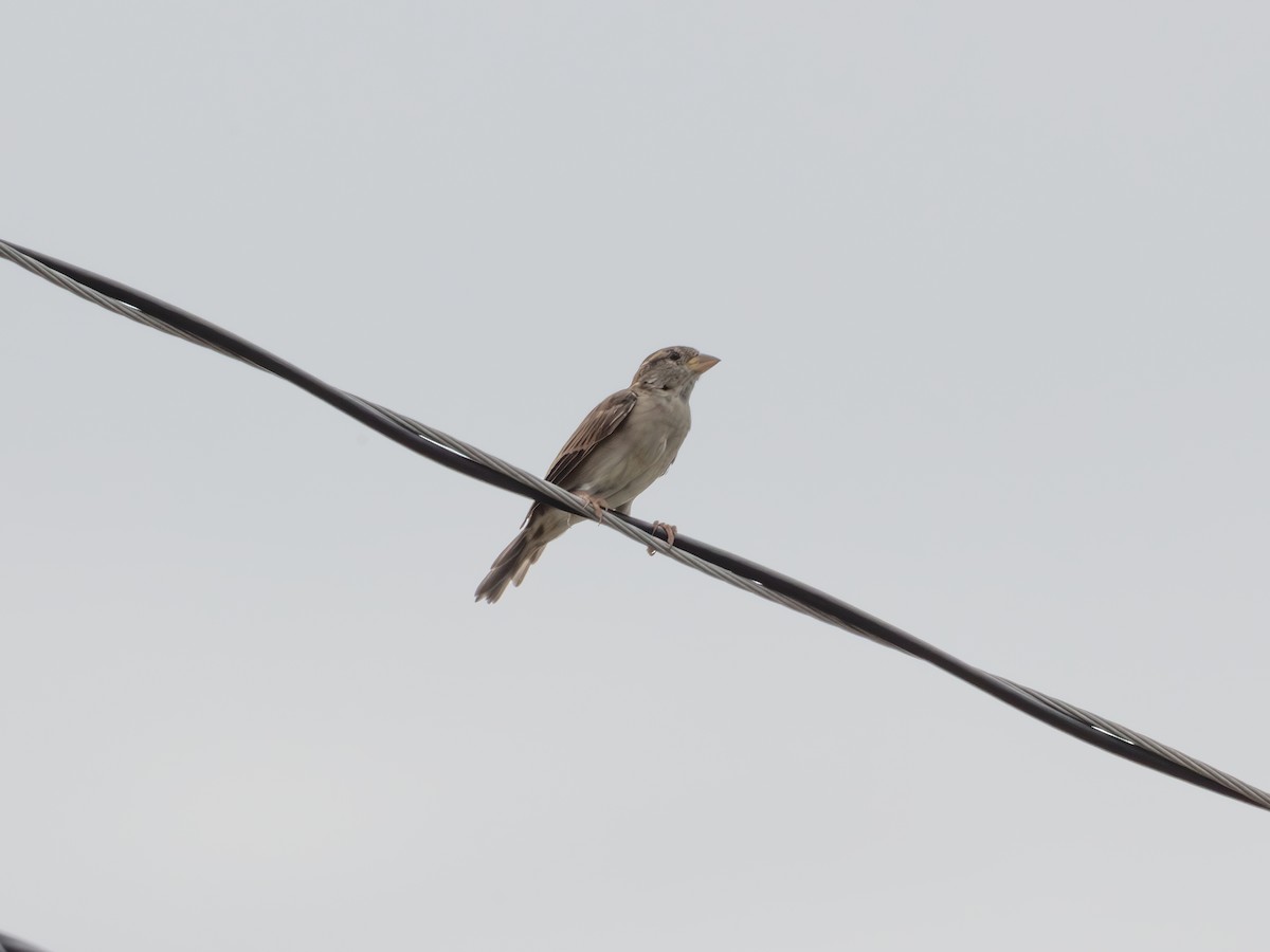 House Sparrow - ML643484270