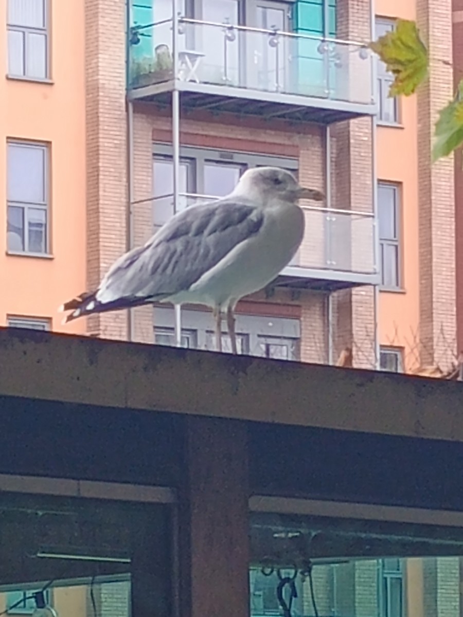 European Herring x Lesser Black-backed Gull (hybrid) - ML643484273