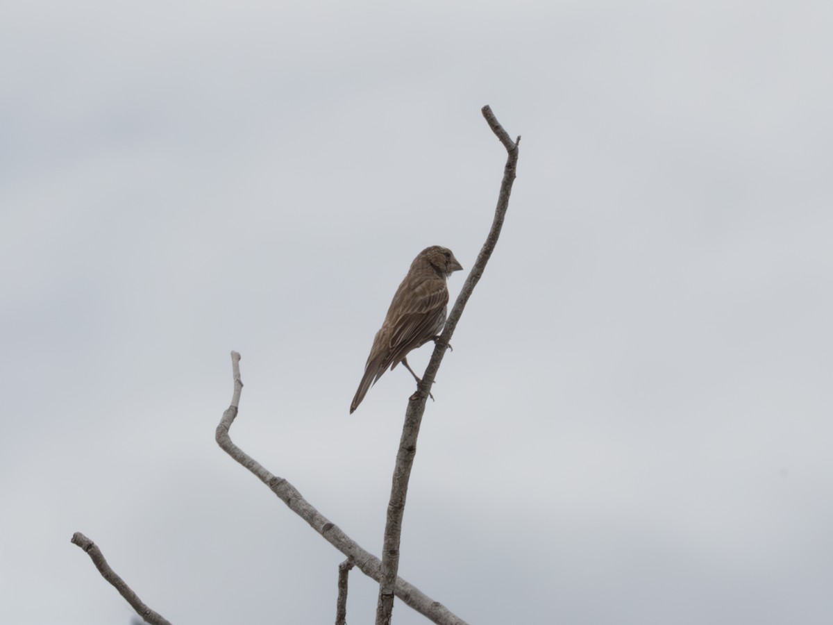House Finch - ML643484274
