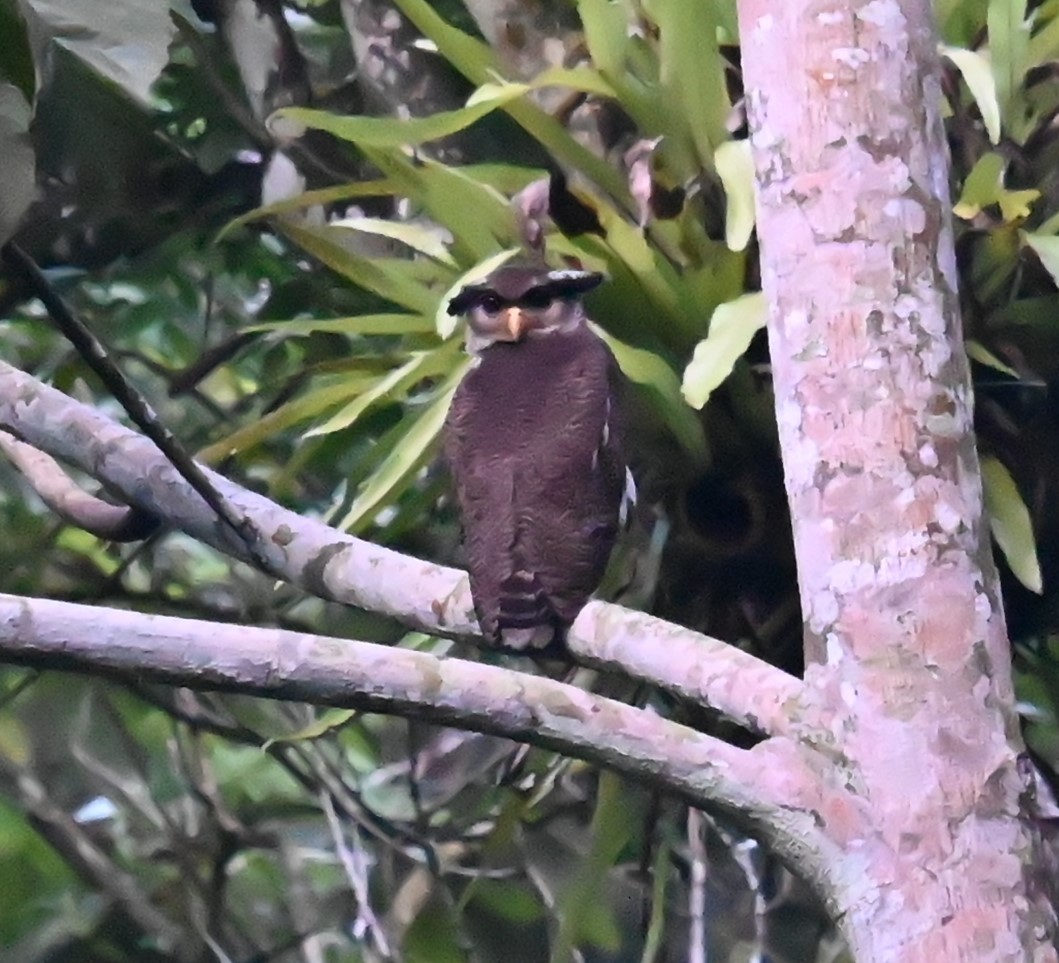 Barred Eagle-Owl - ML643484341