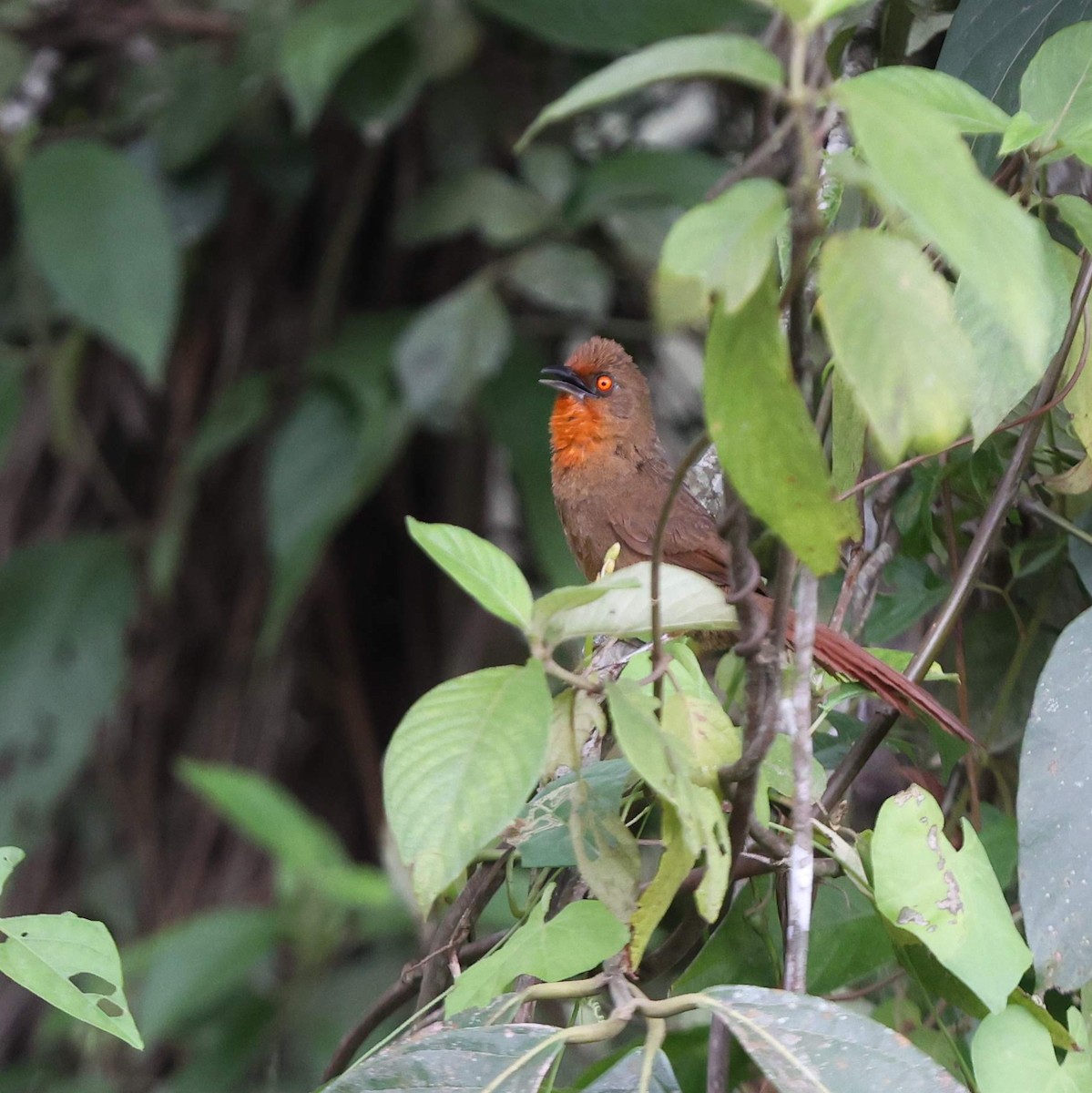 Orange-eyed Thornbird - ML643484344