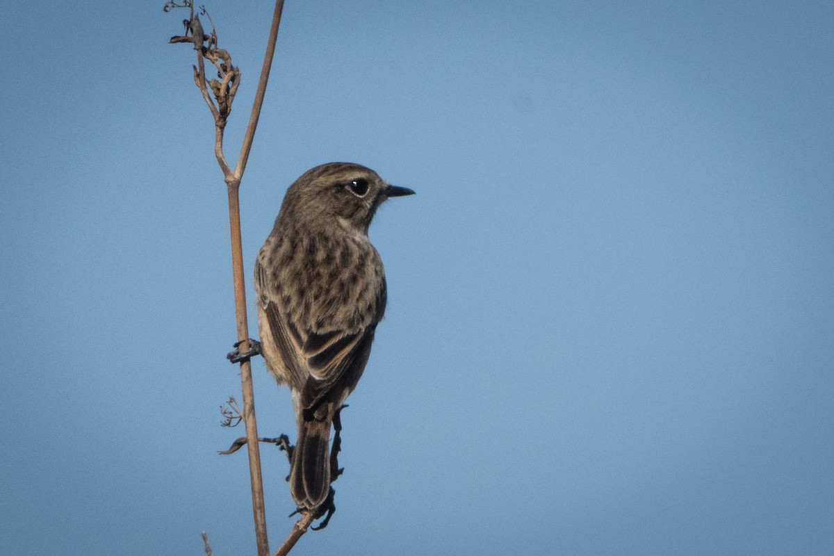 European Stonechat - ML643484349