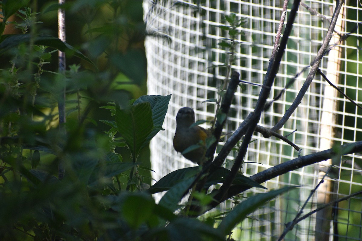 American Redstart - ML643484351