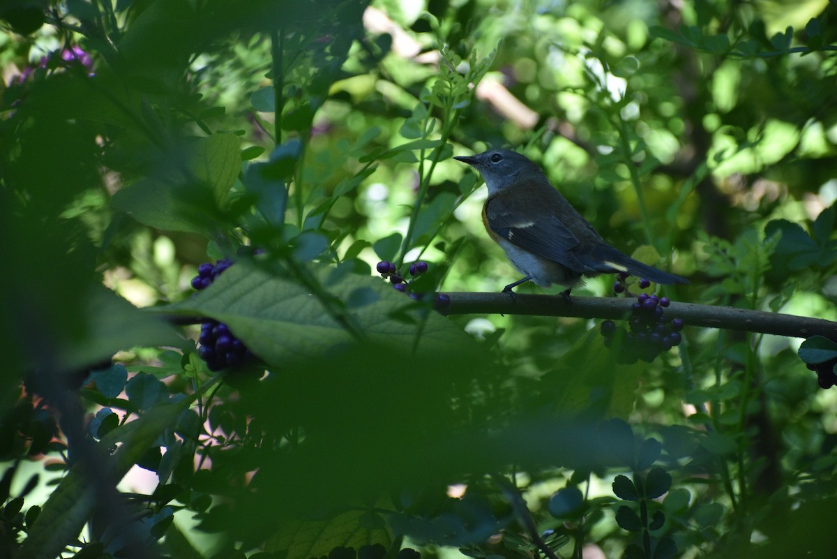 American Redstart - ML643484352