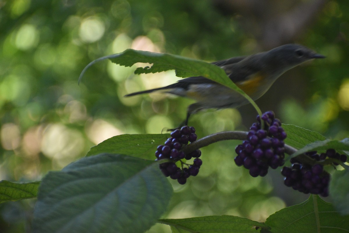 American Redstart - ML643484354