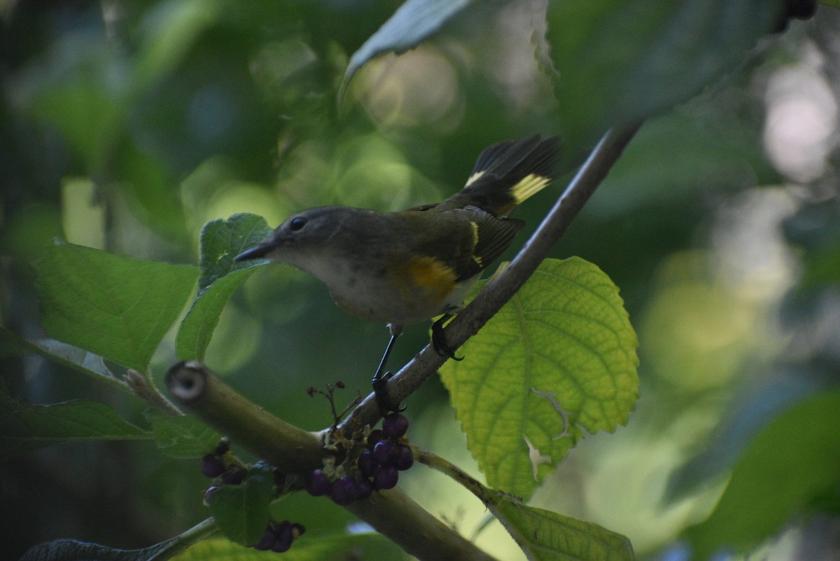 American Redstart - ML643484355