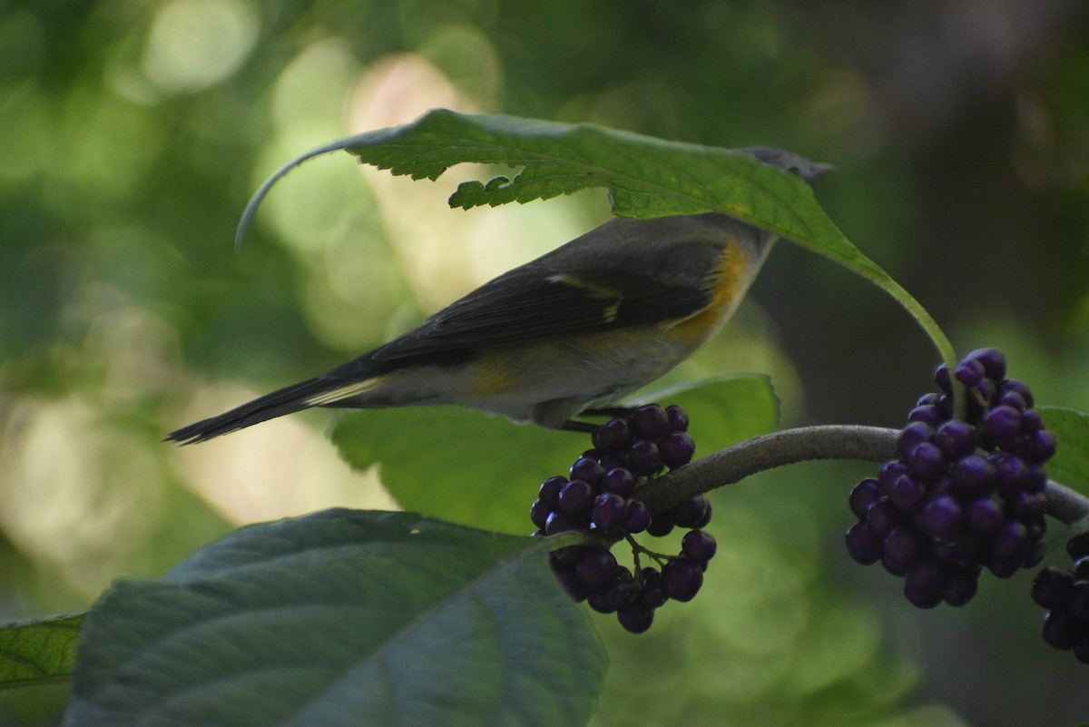 American Redstart - ML643484356