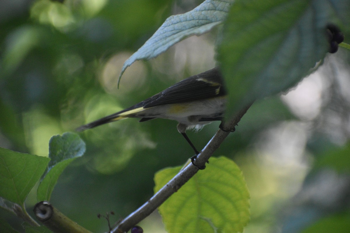 American Redstart - ML643484357