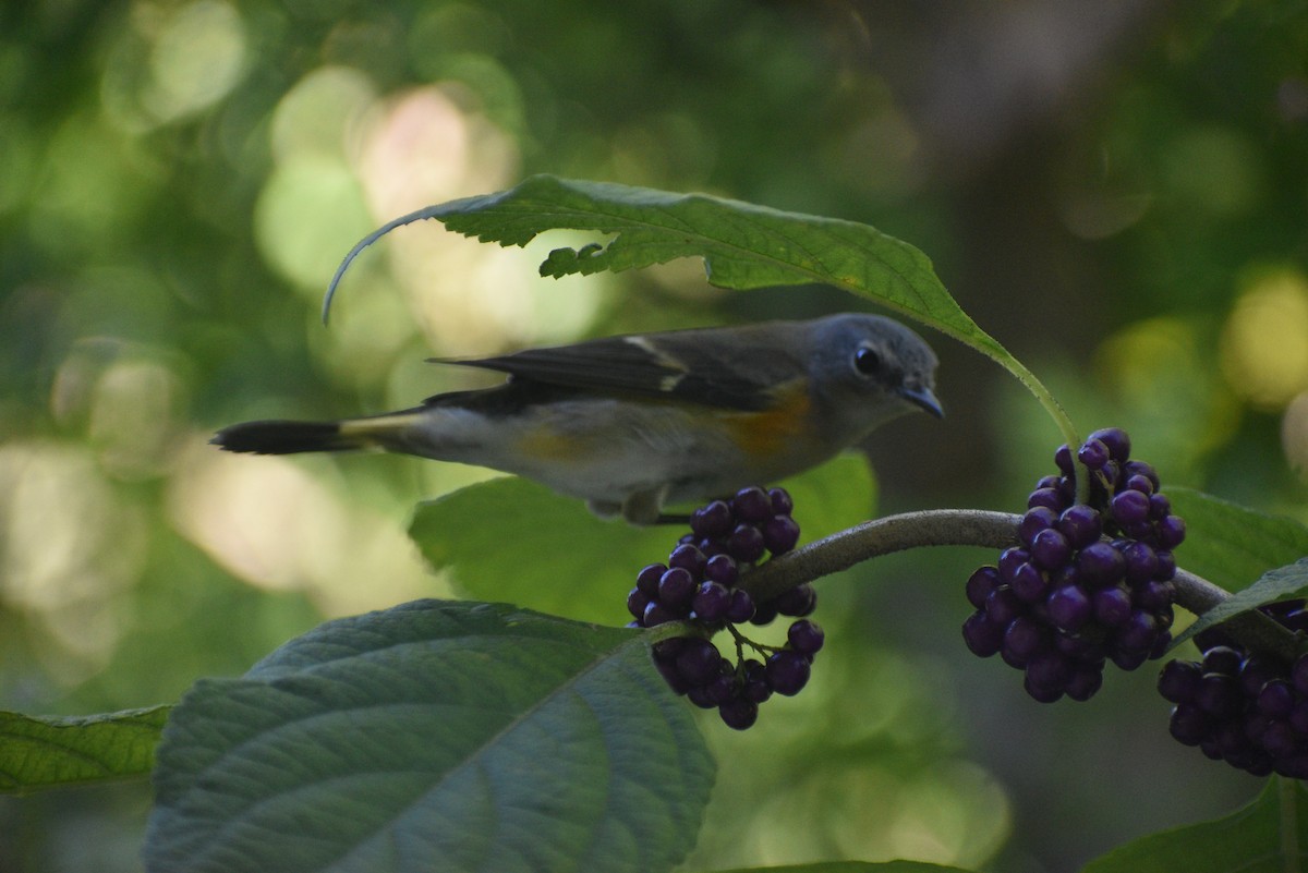 American Redstart - ML643484358