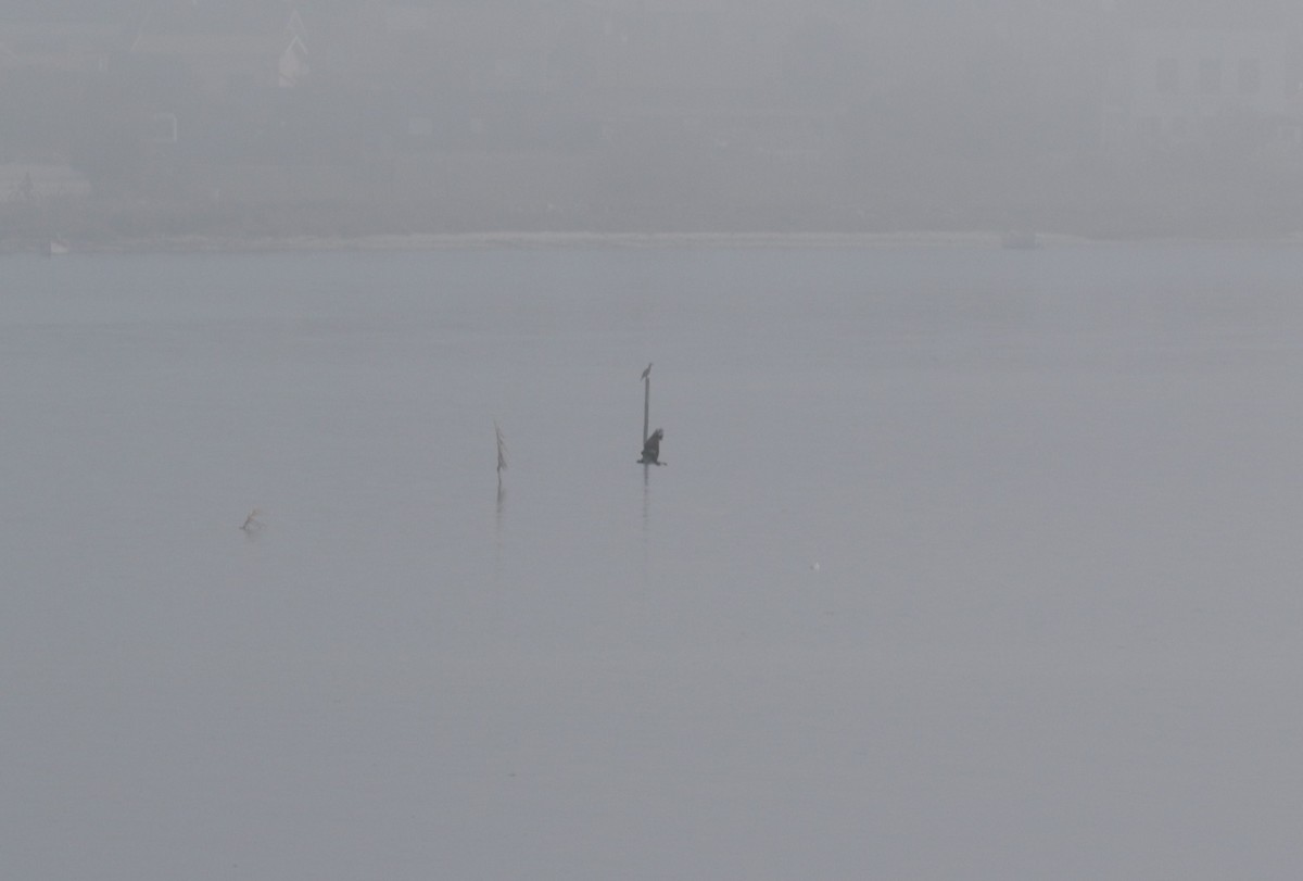 Osprey - ML643484369