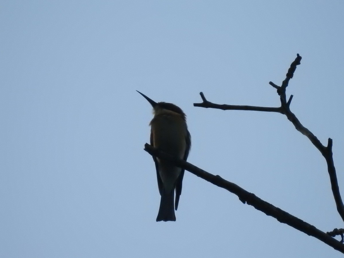 Chestnut-headed Bee-eater - ML643484373