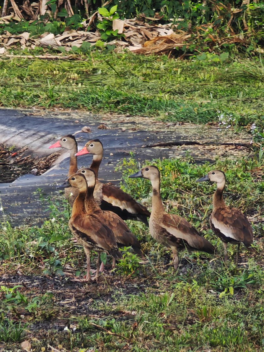 Black-bellied Whistling-Duck - ML643484383