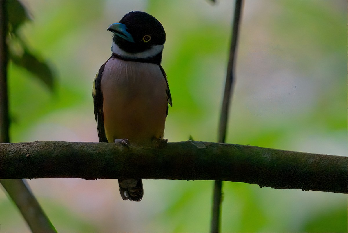 Black-and-yellow Broadbill - ML643484391