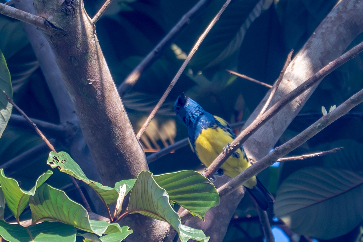 Turquoise Tanager - ML643484392