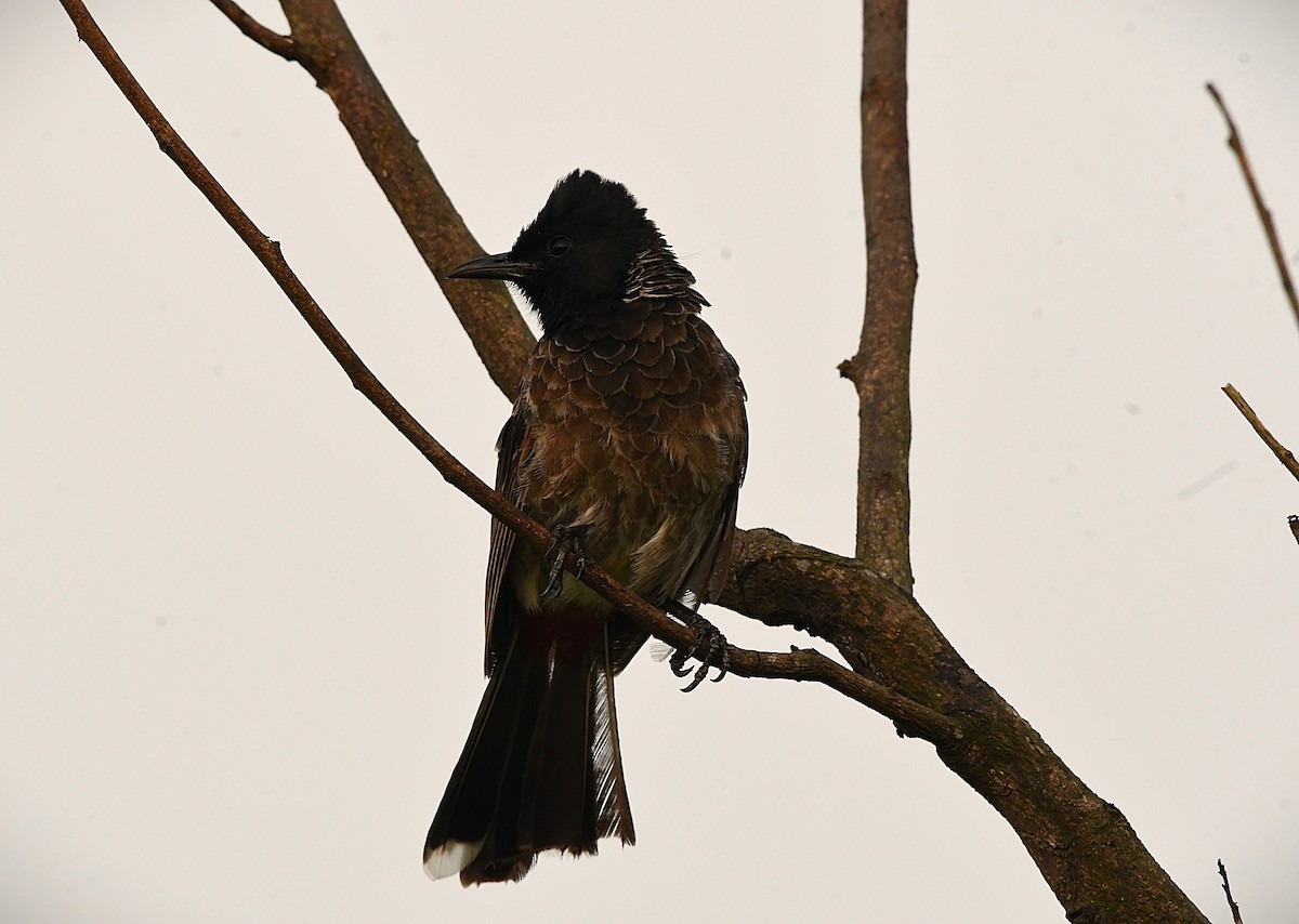 Red-vented Bulbul - ML643484394