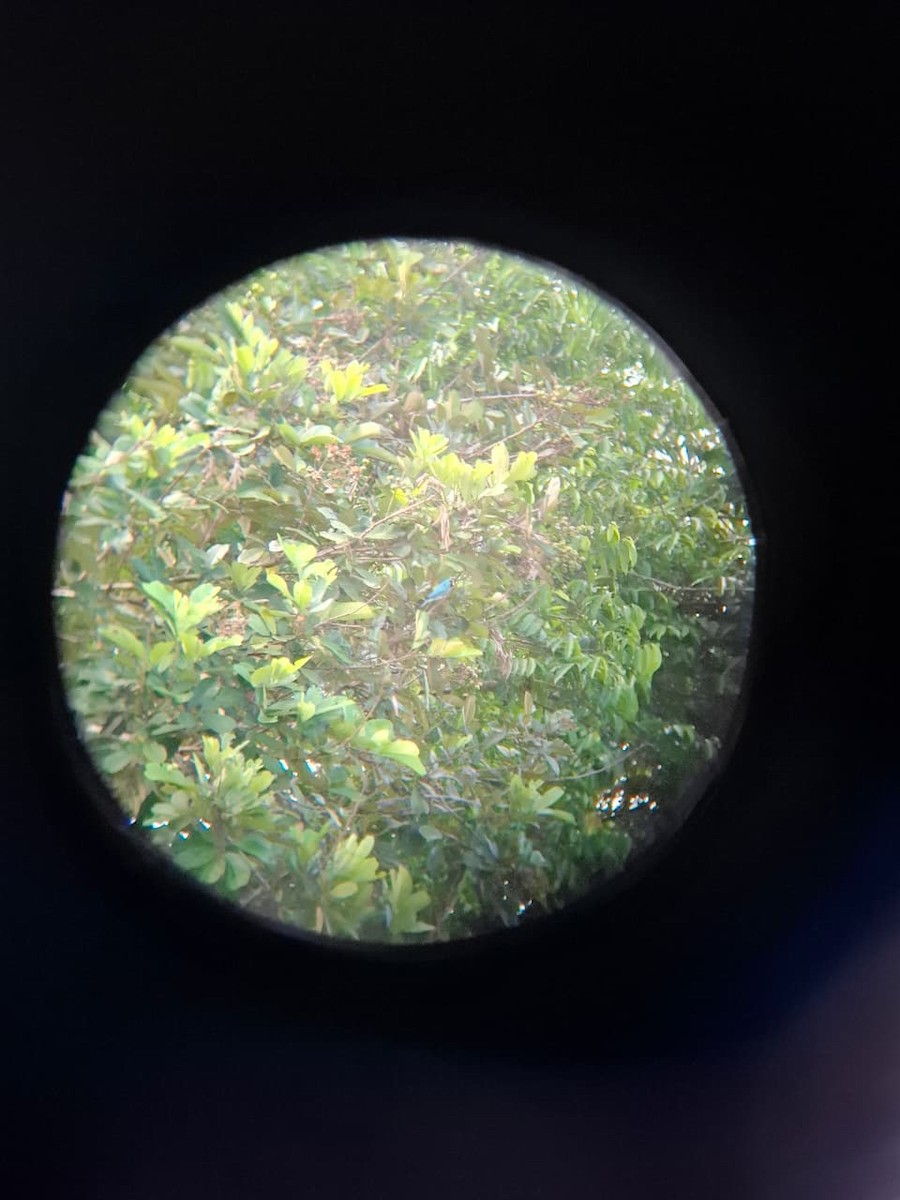 Swallow Tanager - ML643484395