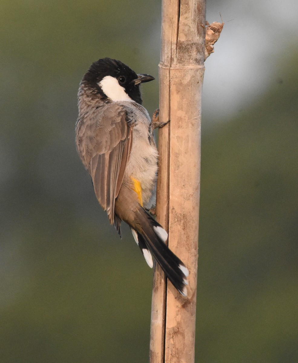 White-eared Bulbul - ML643484397