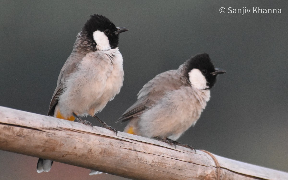 White-eared Bulbul - ML643484401