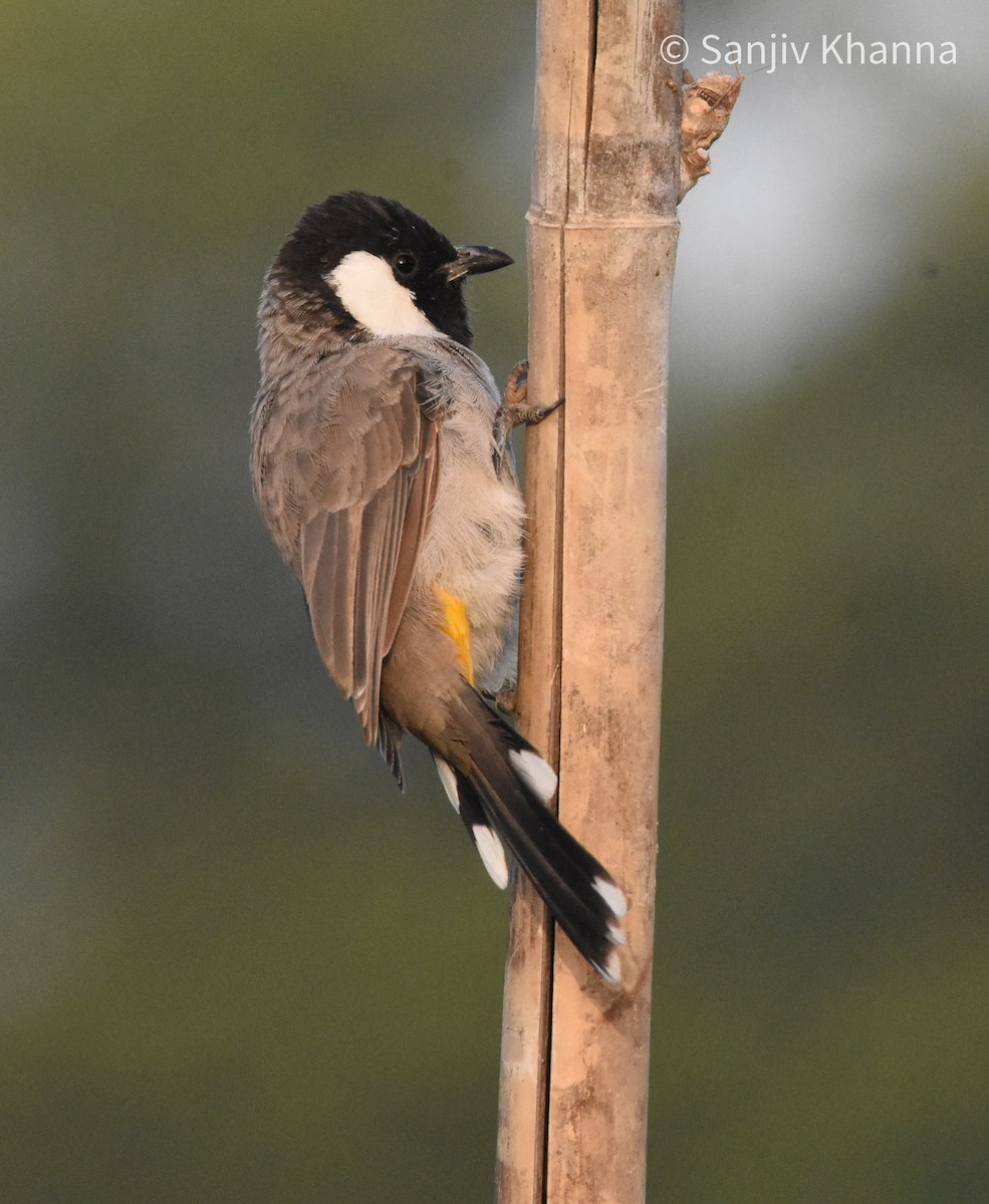 White-eared Bulbul - ML643484402