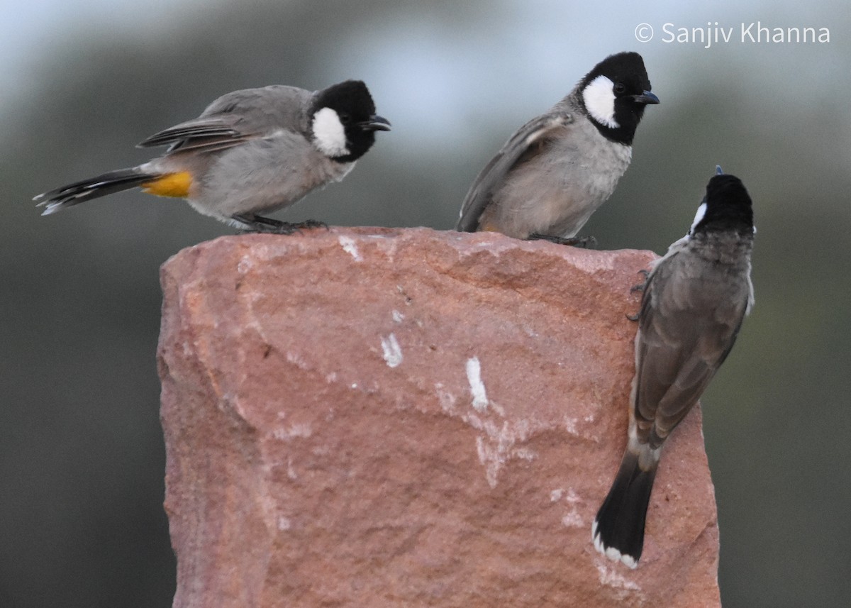 White-eared Bulbul - ML643484403