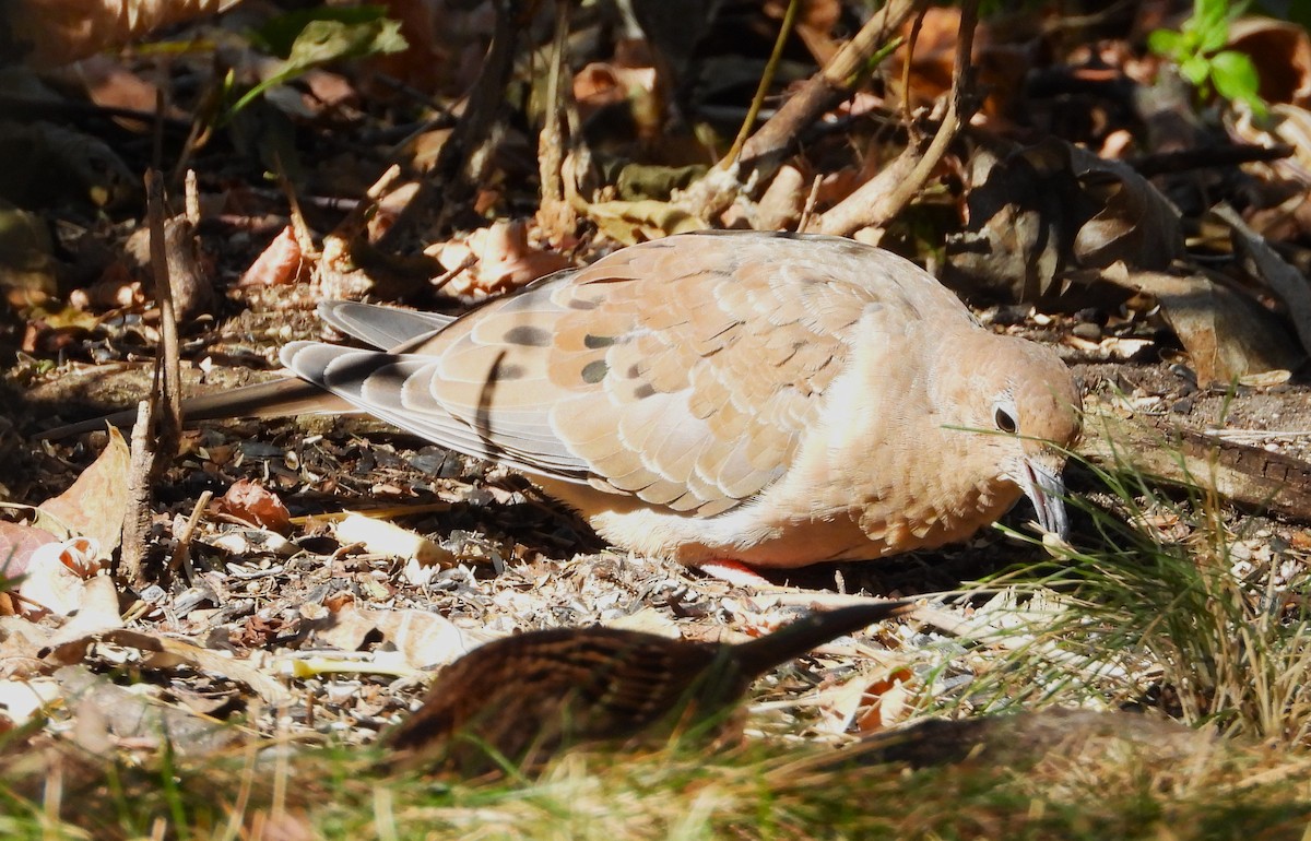 Mourning Dove - ML643484406