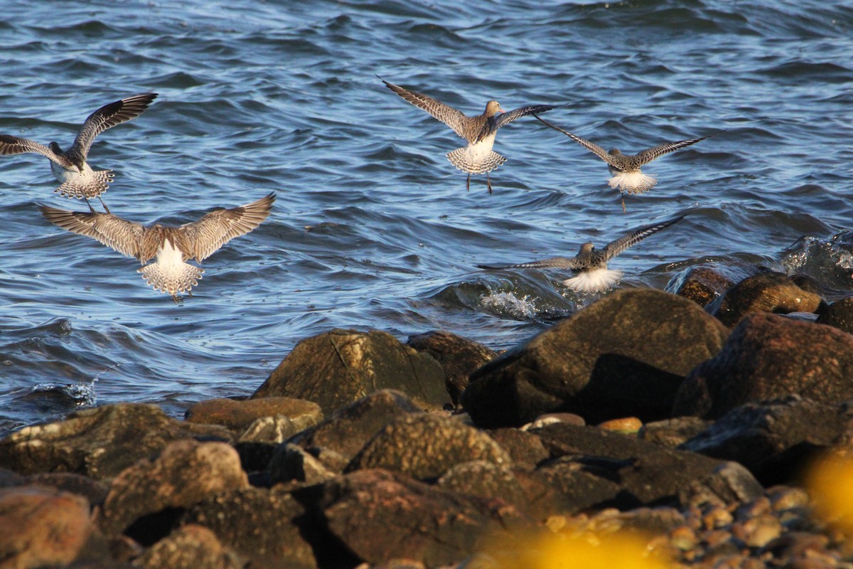 Bar-tailed Godwit (European) - ML643484407