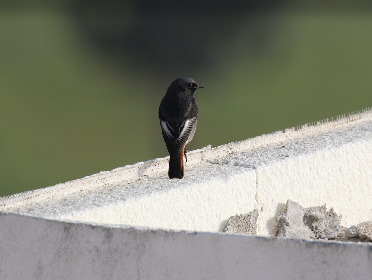 Black Redstart - ML643484408
