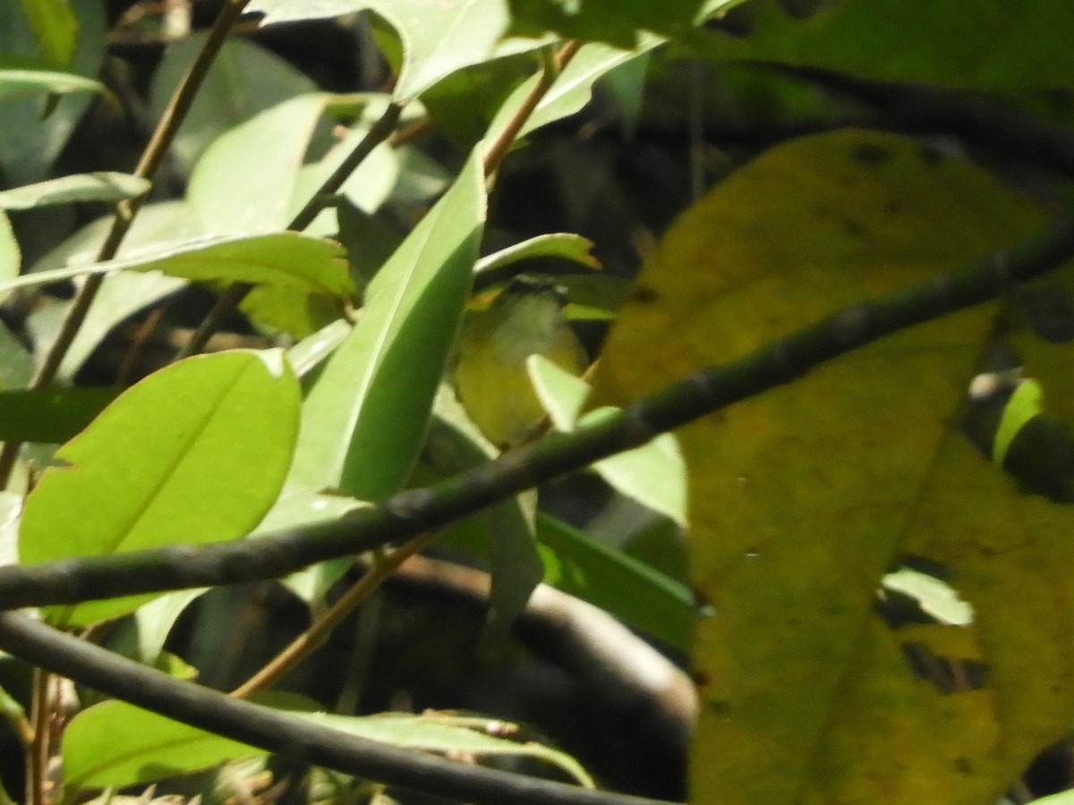 Yellow-bellied Warbler - ML643484419