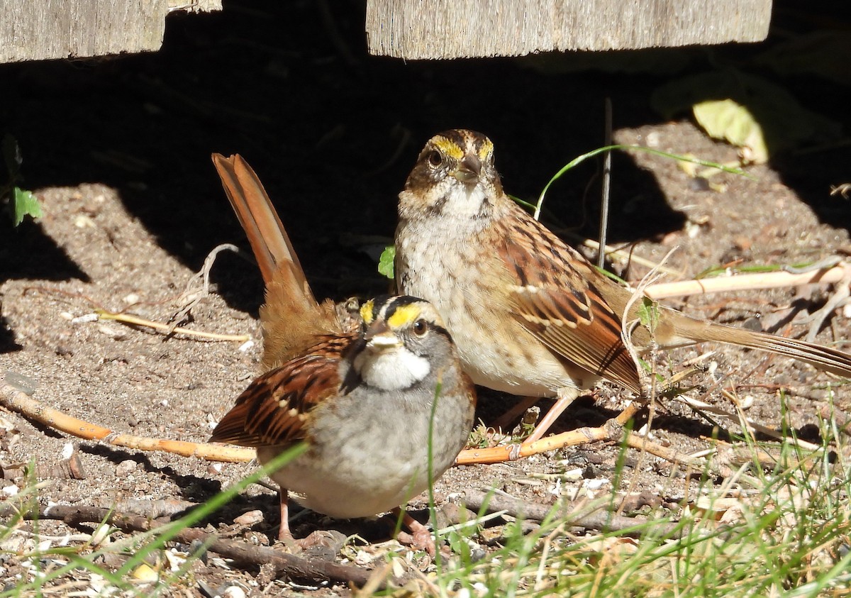 White-throated Sparrow - ML643484421