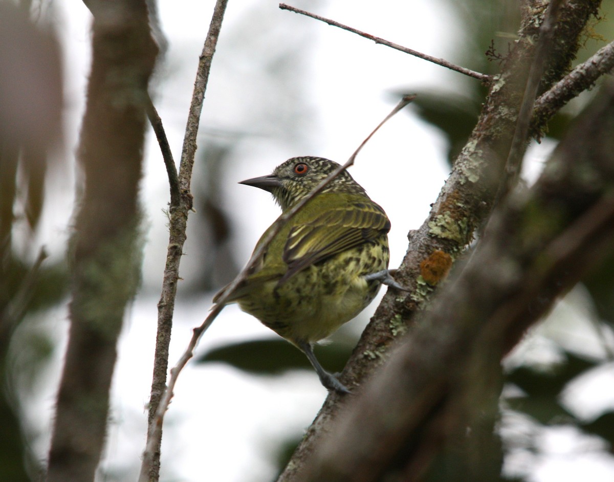 Sharpbill - ML643484434