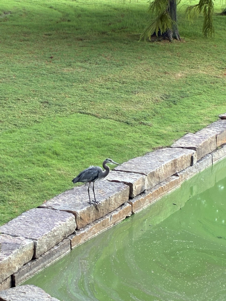 Great Blue Heron - ML643484436