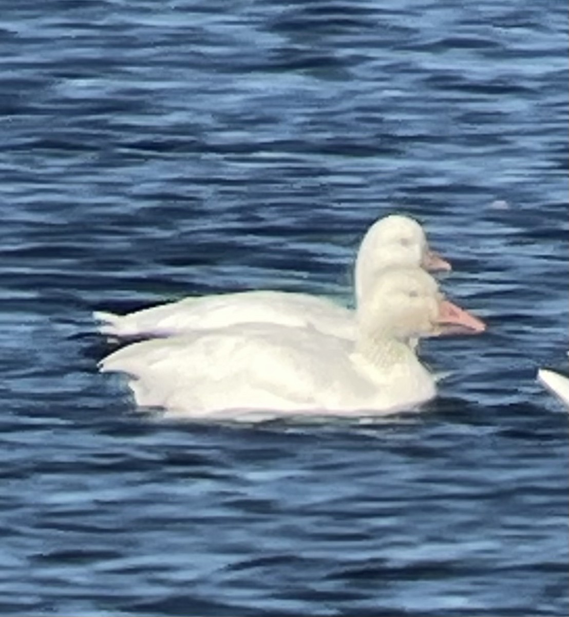 Snow x Ross's Goose (hybrid) - ML643484472