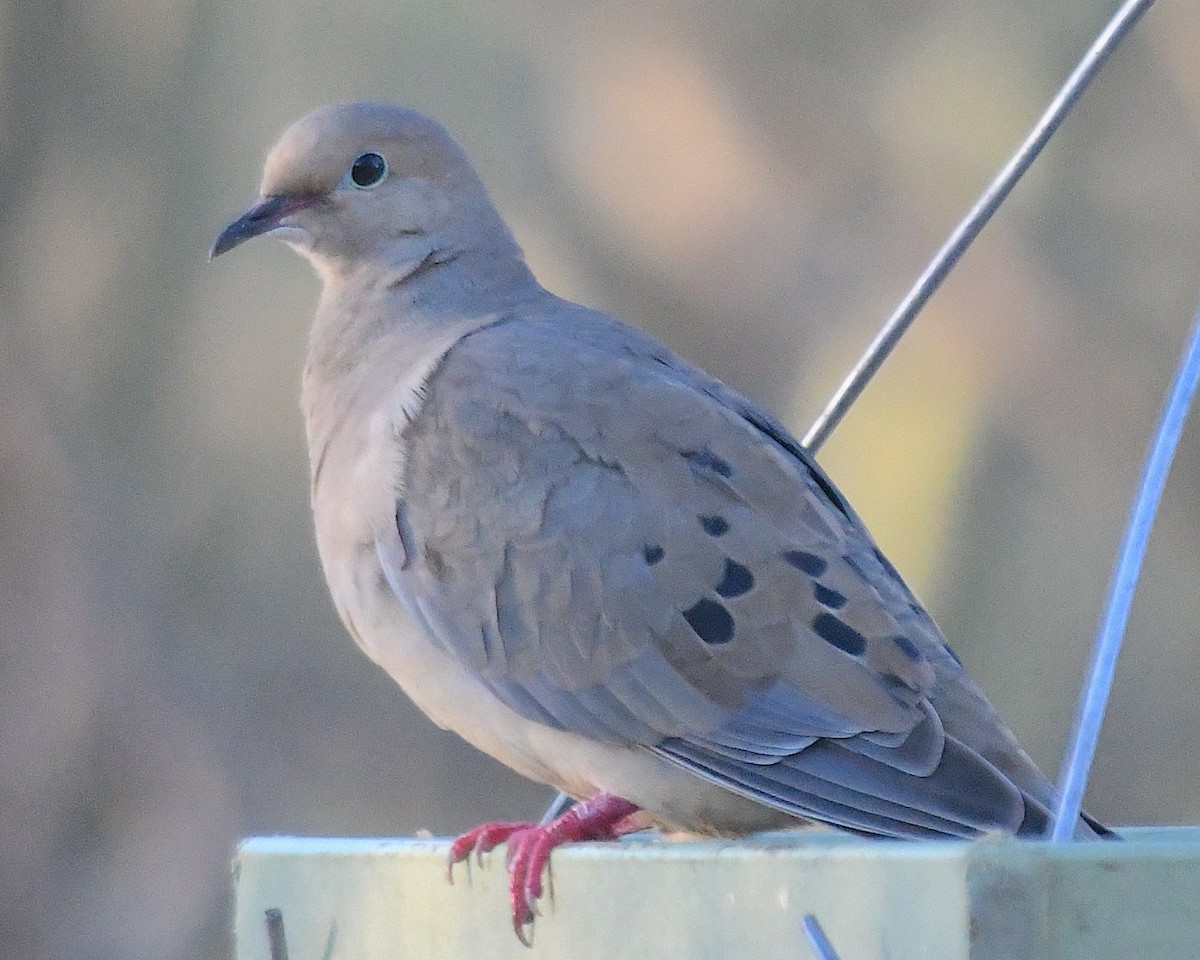 Mourning Dove - ML643484482