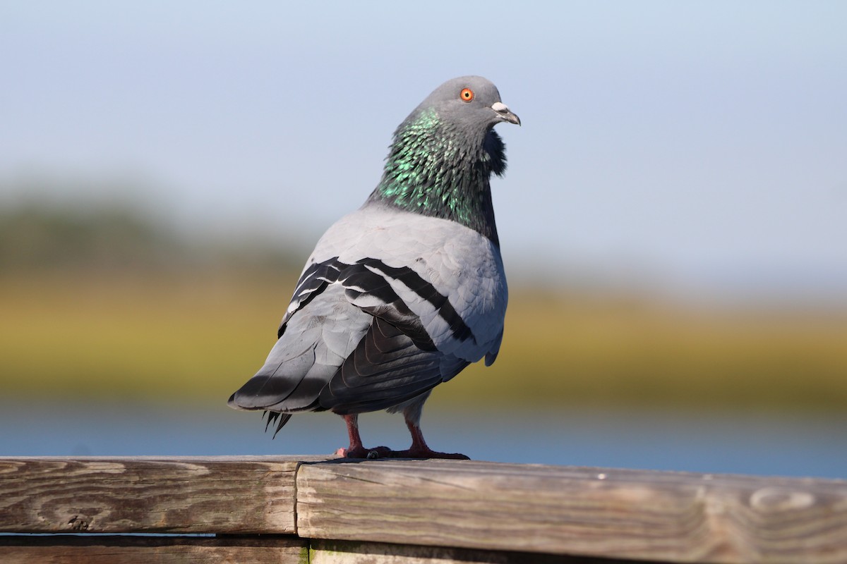 Rock Pigeon (Feral Pigeon) - ML643484483