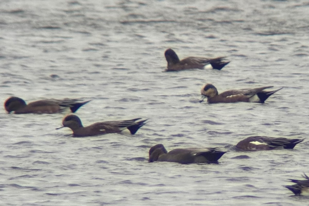 American Wigeon - ML643484484