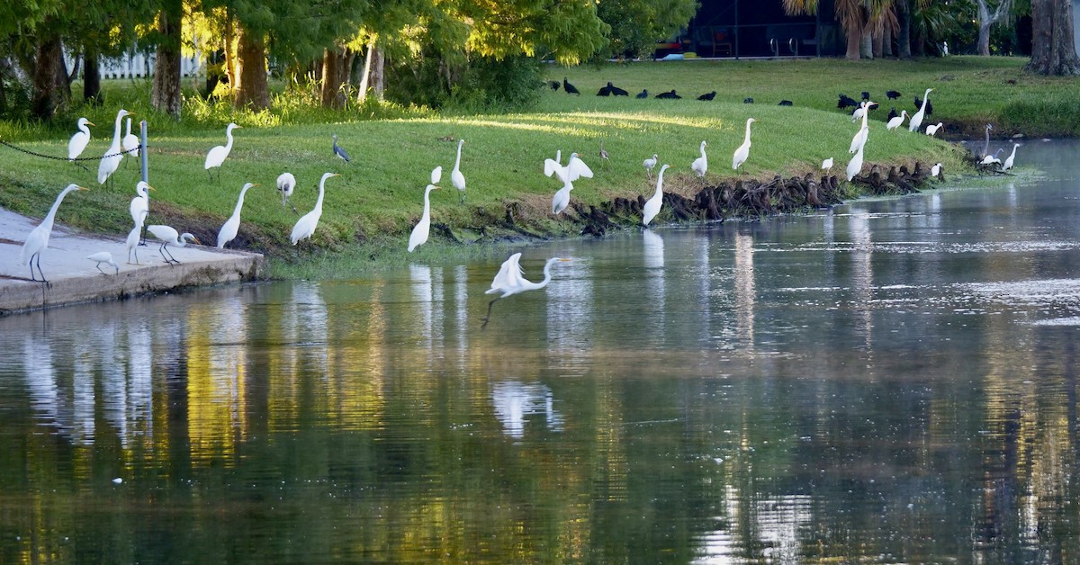 Great Egret - ML643484513