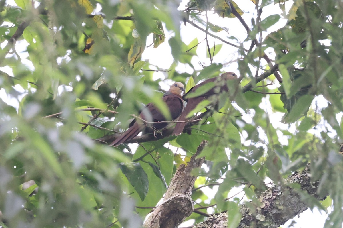 スルターンオナガバト - ML643484514