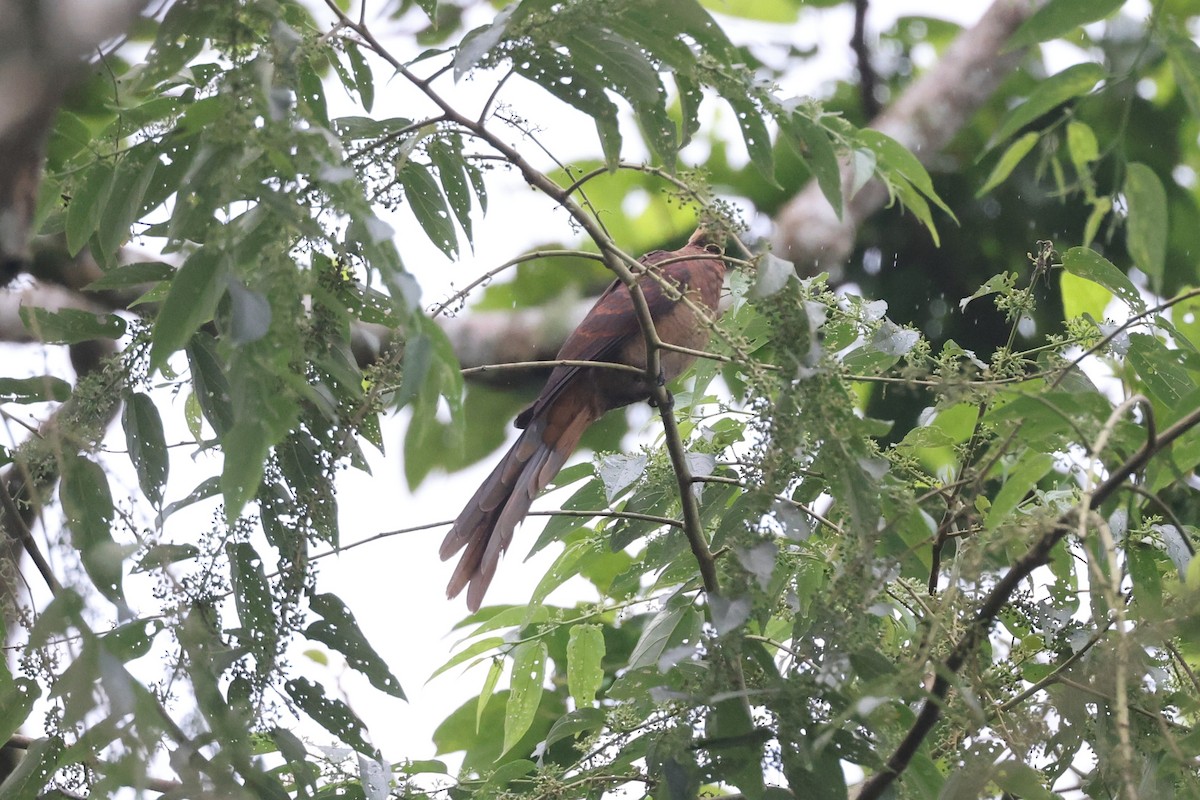 スルターンオナガバト - ML643484515